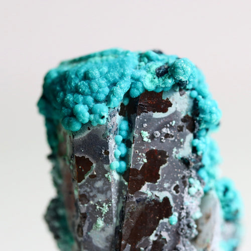 Azurite on Botryoidal Chrysocolla on Quartz