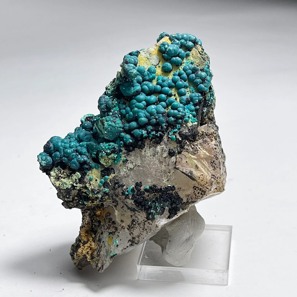 Botryoidal Chrysocolla on Quartz | Natural Mineral Specimen from Tentadora Mine, Peru