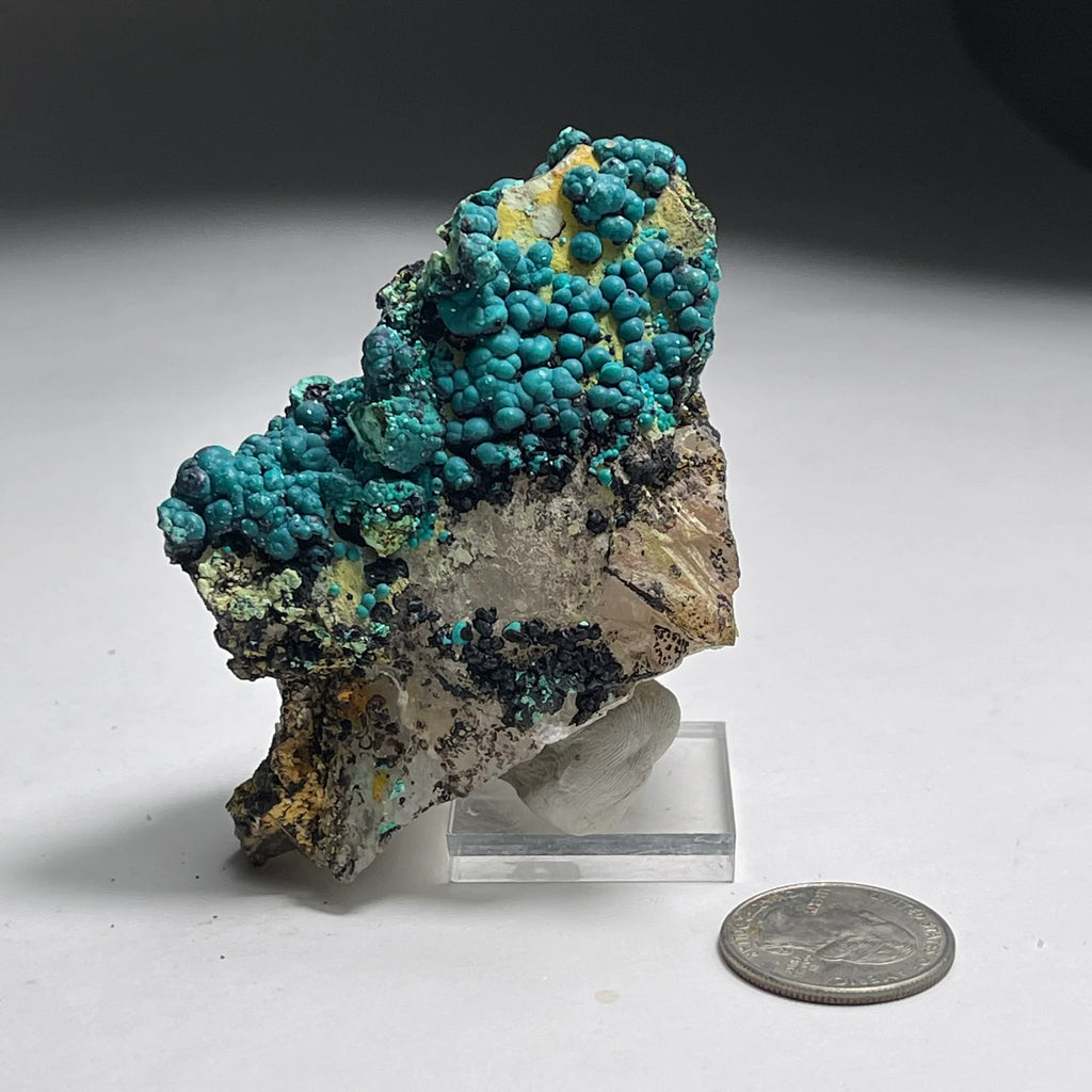 Botryoidal Chrysocolla on Quartz | Natural Mineral Specimen from Tentadora Mine, Peru