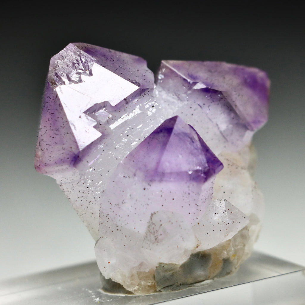 Japan Law Twin Amethyst Scepter | Natural Amethyst Quartz Crystal from Marovaolavo Mine, Madagascar